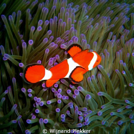 Clownfish by Wijnand Plekker 
