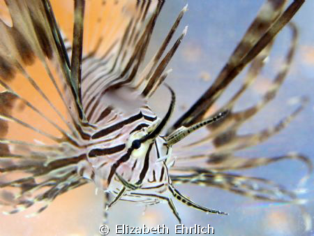 Baby Lionfish by Elizabeth Ehrlich 