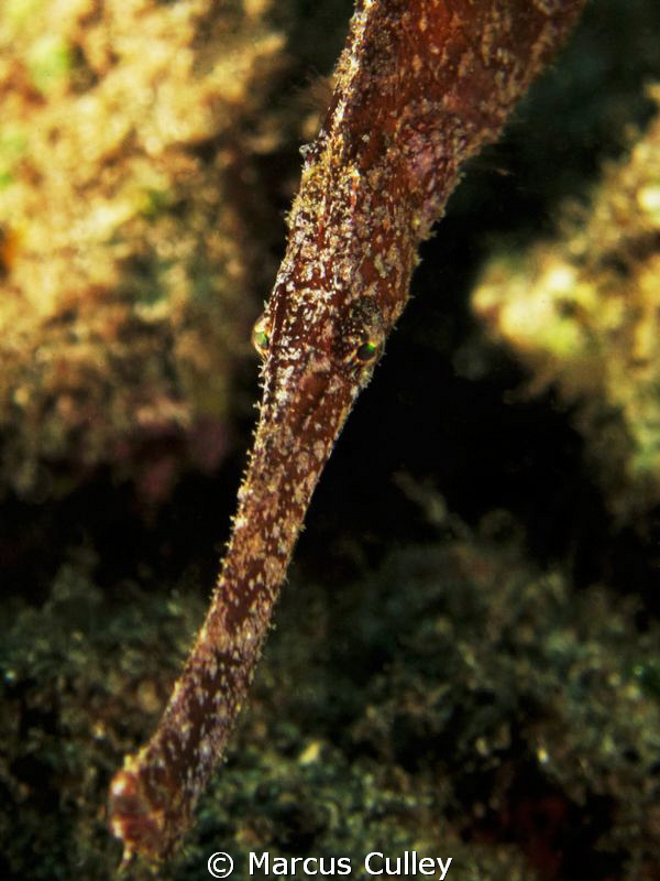 Robust Ghost Pipe Fish hovering on the western side of K4... by Marcus Culley 