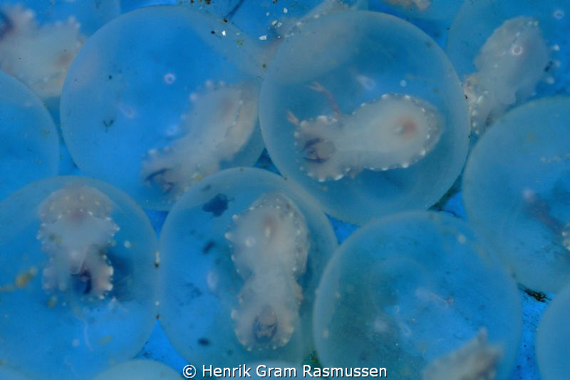 Flamboyant Cuttlefish eggs - just about to hatch by Henrik Gram Rasmussen 