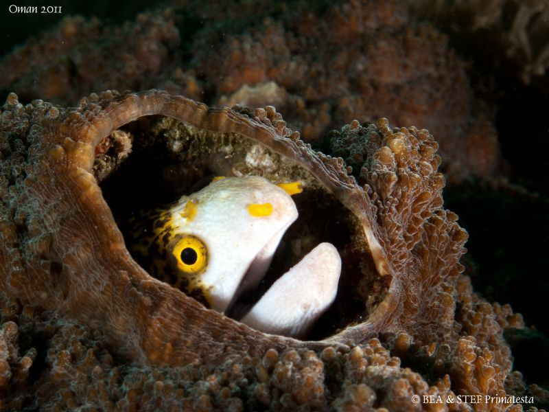 Moray eel (Echidna nebulosa) by Bea & Stef Primatesta 