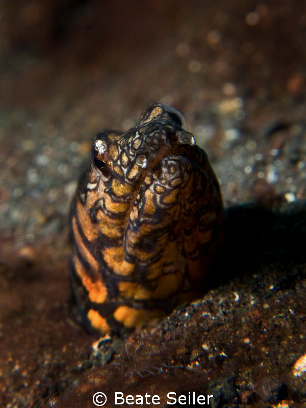 Napoleon Snake Eel , taken with Canon G10 and UCL165 by Beate Seiler 
