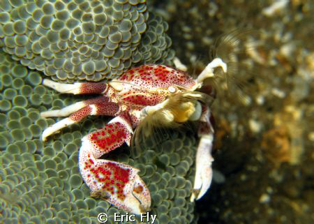 Porcelain crab trolling for a snack by Eric Fly 