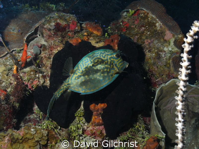 Scrawled Cowfish in a natural 'frame' by David Gilchrist 