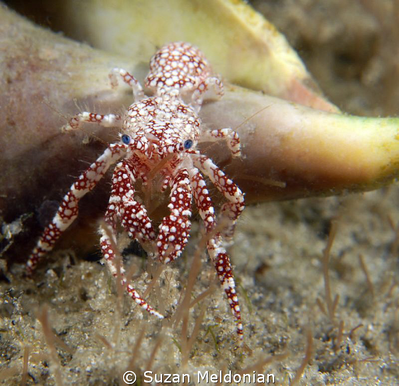 ...mmm. Nope, this one is toooooo big. A little hermit cr... by Suzan Meldonian 