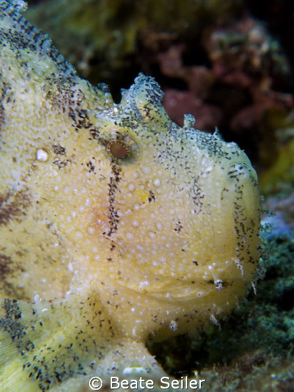 The face of a leaf scorpion fish , taken with Canon G10 a... by Beate Seiler 