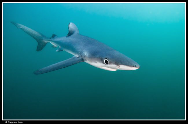 Blue Shark (70 km South of the Cape) by Dray Van Beeck 
