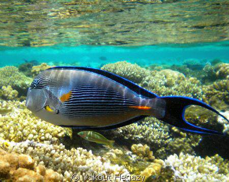 Sohal surgeonfish-Red sea by Yakout Hegazy 
