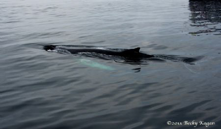 gliding below the surface in Cape Cod by Becky Kagan 