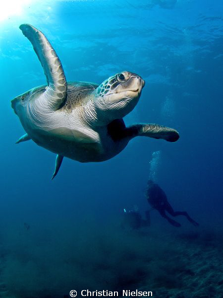 Flying in. Friendly green turtle, my wife and diveguide a... by Christian Nielsen 