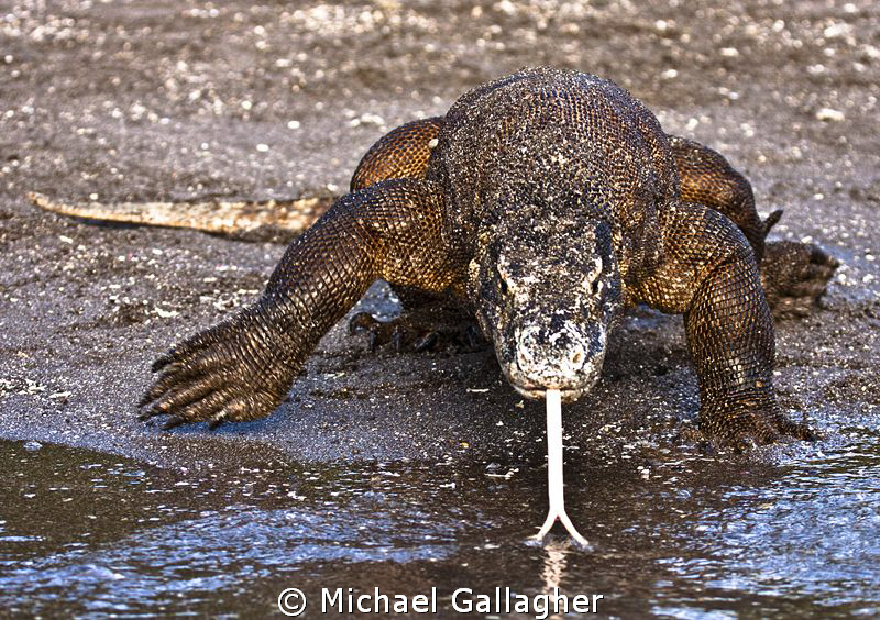 Komodo dragon in Indonesia, taken in between dives on a l... by Michael Gallagher 