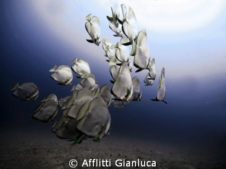 platax by Afflitti Gianluca 