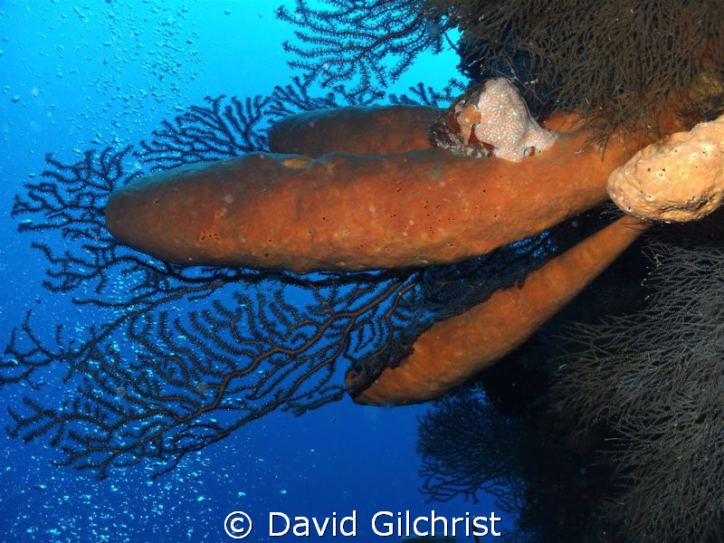 Sponges- Wall Dive, Mary's Place, Roatan-Was surprised by... by David Gilchrist 