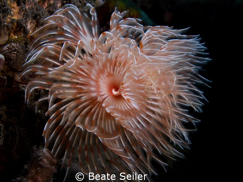 Spiral Tube Worm , taken with Canon G10 and UCL165 
 by Beate Seiler 