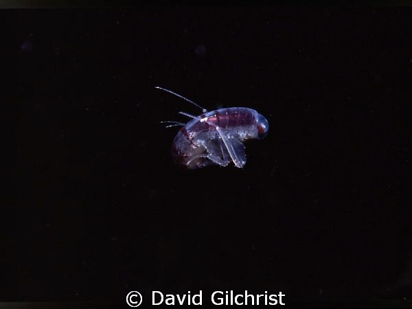 Amphipod 'Themisto libellula', photo taken in Resolute Ba... by David Gilchrist 