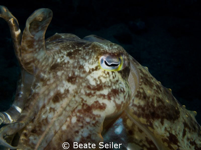 Cuttlefish , taken with Caonon G10 and UCL165 by Beate Seiler 