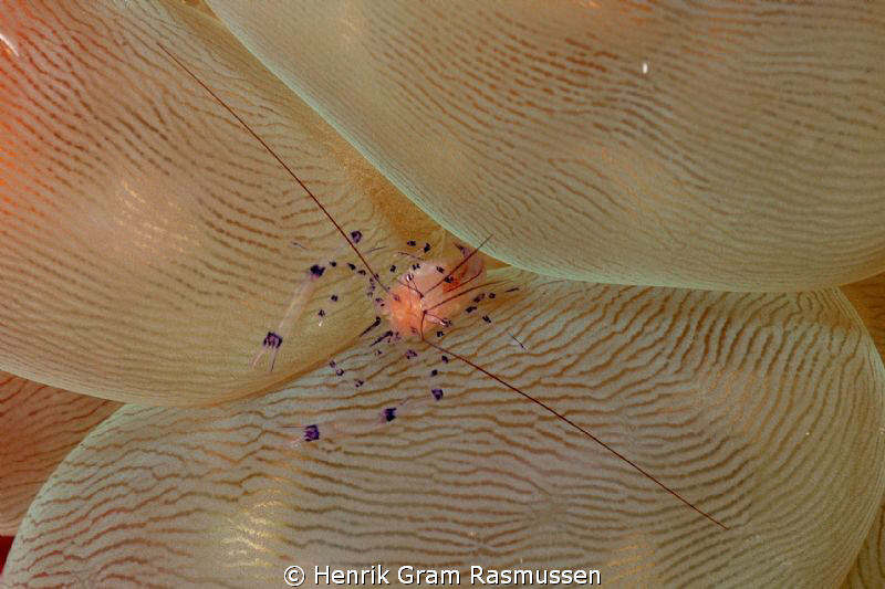 Bubble Coral Shrimp by Henrik Gram Rasmussen 