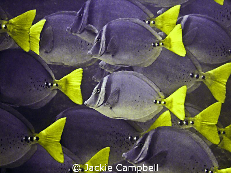 Razor Surgeonfish in the Galapagos.
Canon Ixus 700 and i... by Jackie Campbell 