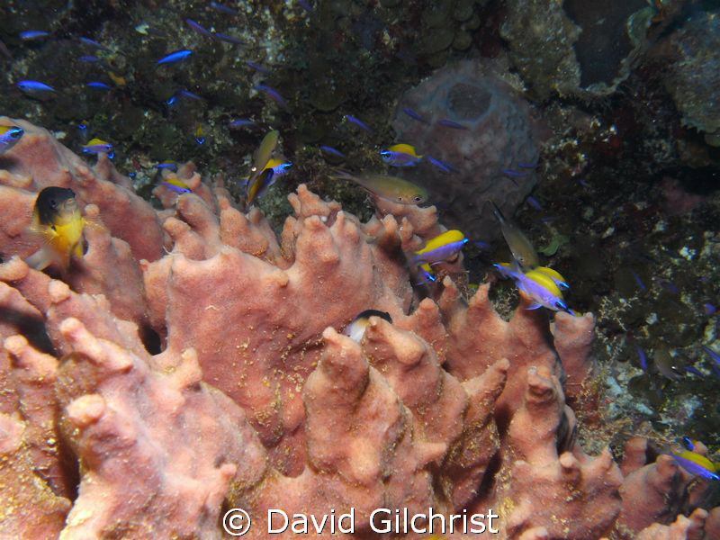 Sponge nation- Amazing to watch the active fish life surr... by David Gilchrist 
