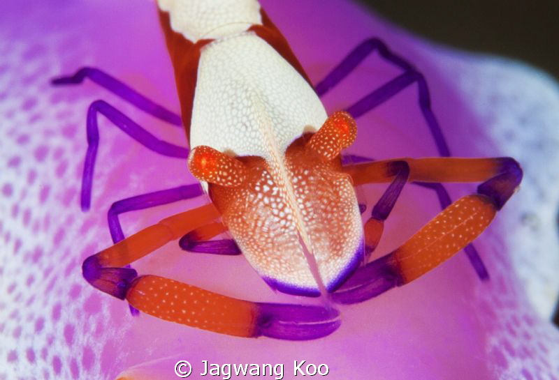 Imperial Shrimp by Jagwang Koo 