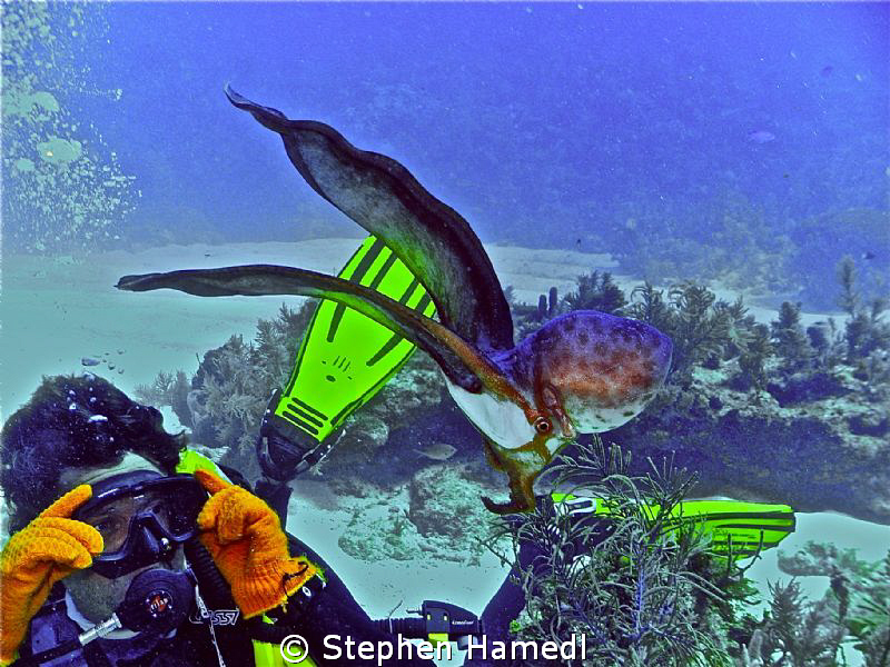 We discovered a rare blanket octopus on Molasses Reef in ... by Stephen Hamedl 