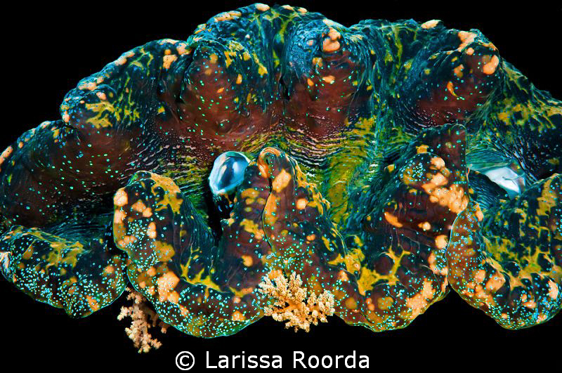 "Just a clam".  Giant Clam membrane in Palau.  This creat... by Larissa Roorda 