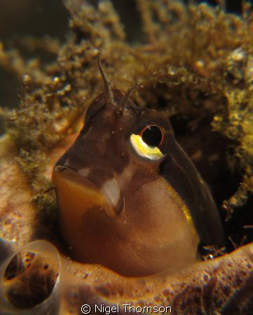 Small Blenny peering from his tubular home in Timor-Leste. by Nigel Thomson 