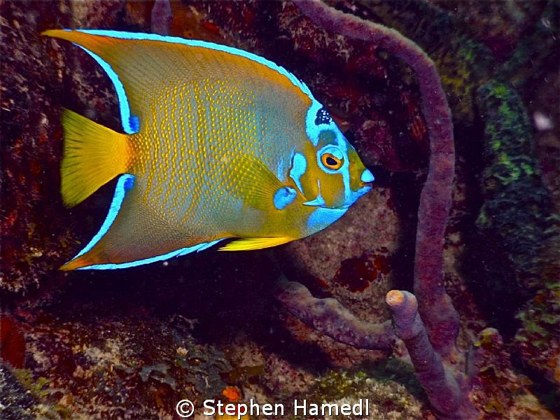 This Queen Angel fish was found off Miami Beach in about ... by Stephen Hamedl 