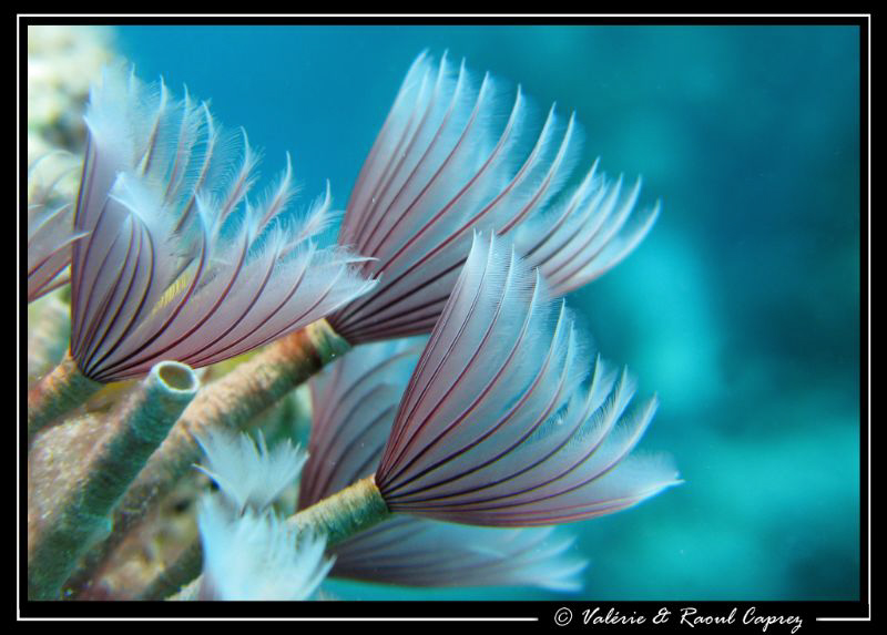 Sea flowers :-) by Raoul Caprez 