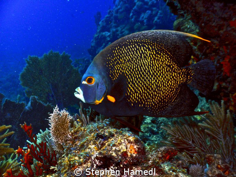 French Angelfish almost posing for a picture by Stephen Hamedl 