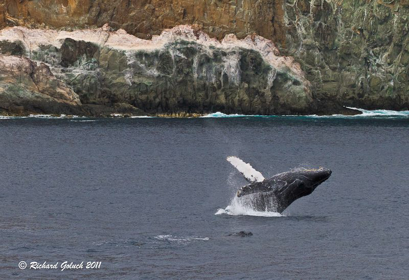 Humpback Whale breaching at Socorro  Island Mexico. by Richard Goluch 