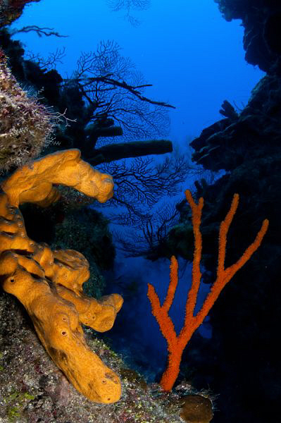CFWA of yellow & red sponges set against the glorious blu... by Paul Colley 