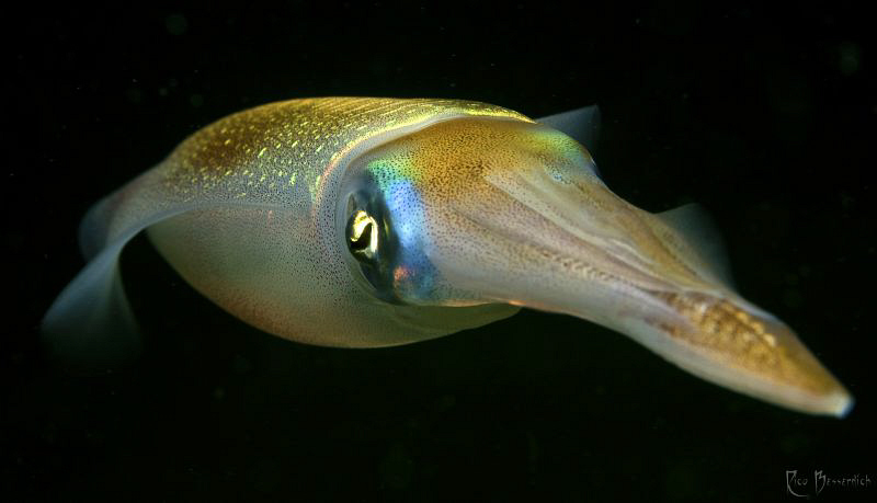 Squid. Slightly cropped to make it "wide screen" ;-)
Inc... by Rico Besserdich 