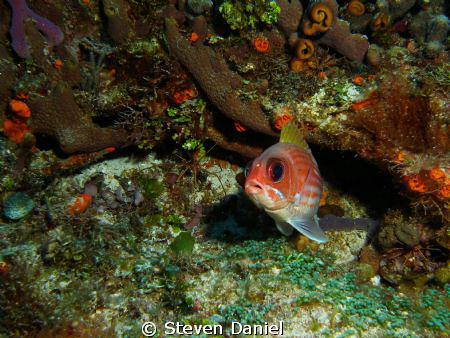 Long Spine Squirrel Fish with three Arrow Crabs by Steven Daniel 