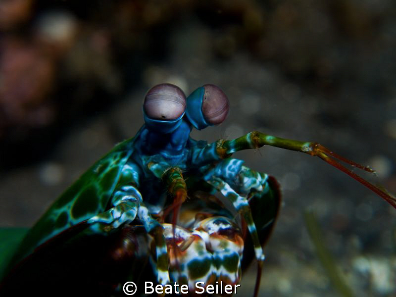 Mantis shrimp by Beate Seiler 