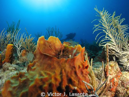 Arrow Crab in a Barrel Sponge & Diver at No Name Reef in ... by Victor J. Lasanta 