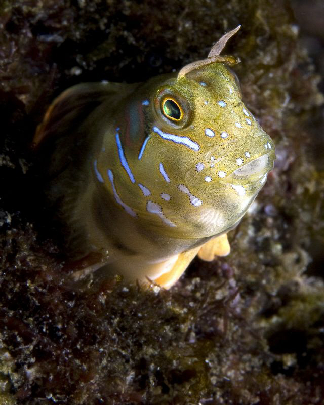 Blenny. First attemp with a self-made snout. The snout li... by Rico Besserdich 