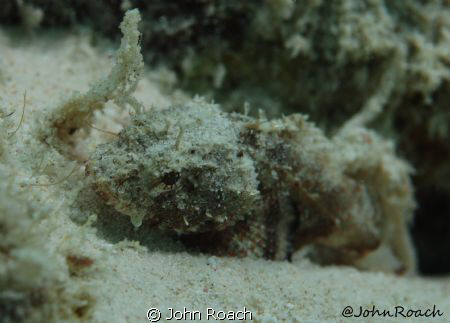 Mushroom Scorpion Fish. We say in Bonaire " the dives not... by John Roach 