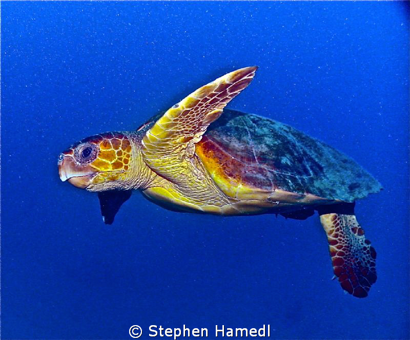 Sea Turtle at 80 feet.  We were at about 80 feet when thi... by Stephen Hamedl 