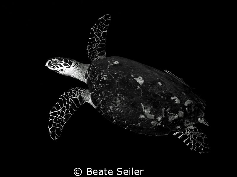 Turtle in B & W by Beate Seiler 