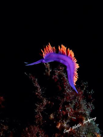 Spanish Shawl nudibranch. Taken at Channel Islands Nation... by Frank M Virga 