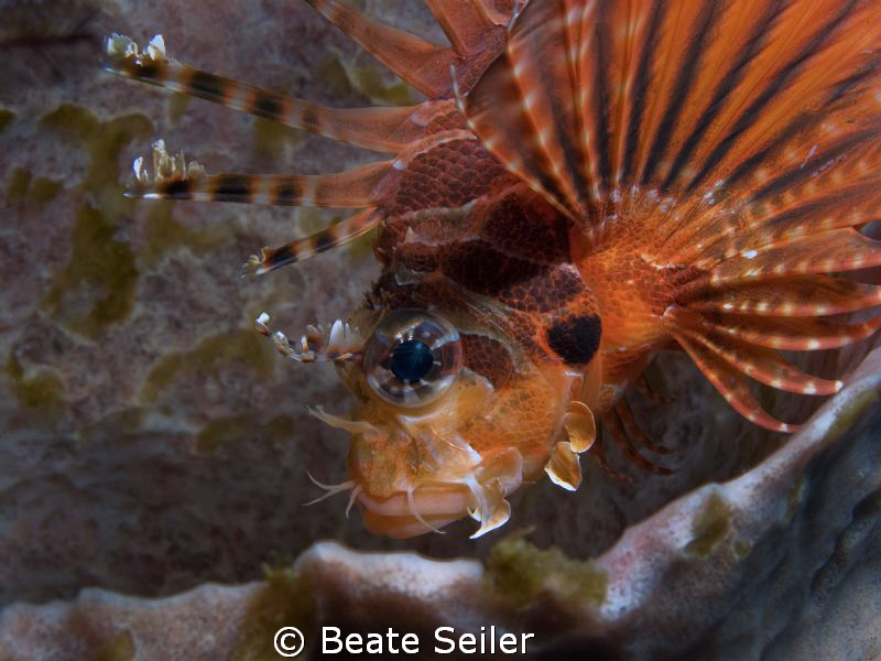 Lionfish taken with Canon G10 and UCL165 by Beate Seiler 