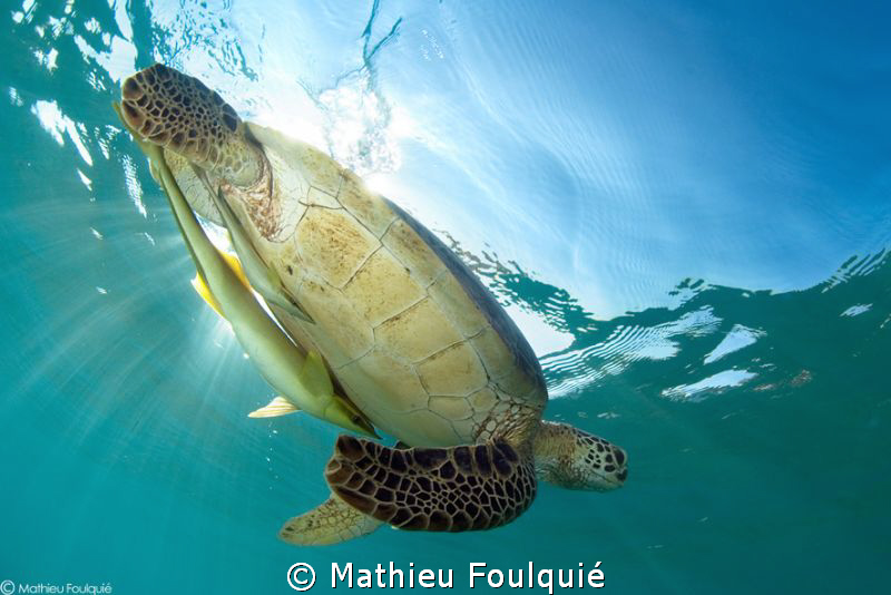 Green turtle and its 2 remoras by Mathieu Foulquié 