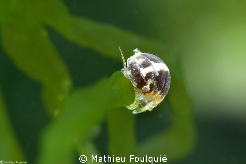 freshwater isopod by Mathieu Foulquié 