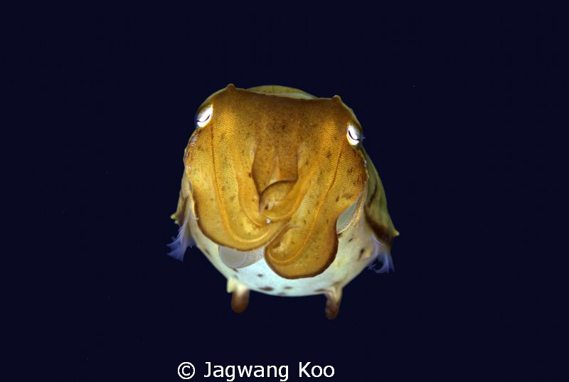 Cuttle Fish by Jagwang Koo 