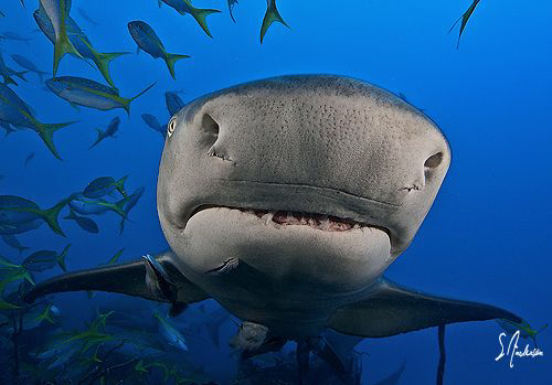 See the lines on my face? This Lemon Shark examines its f... by Steven Anderson 