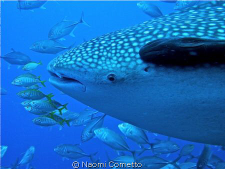 My first whale shark!!!!! by Naomi Cometto 