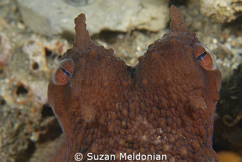 Brown Octopus . . .looks like a costume piece for ... :) by Suzan Meldonian 
