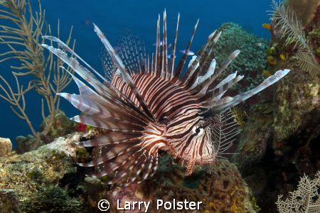 Explosion of lionfish in Roatan, see them on every dive by Larry Polster 