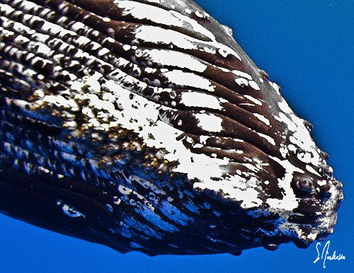 A mouth only another Humpback could love! When photograph... by Steven Anderson 